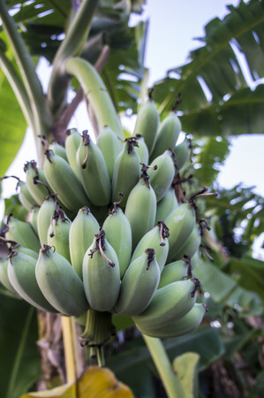 banana tree with bananaの写真素材