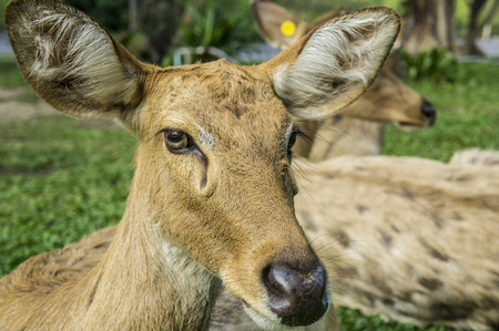 deer Cervidae laydown sleepingの写真素材