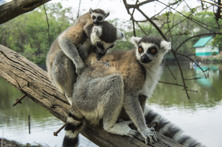 lemur white black, brown madagaskarの写真素材