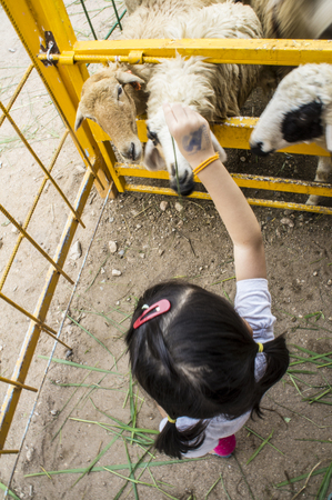 Little girl feeding sheep in farmの写真素材