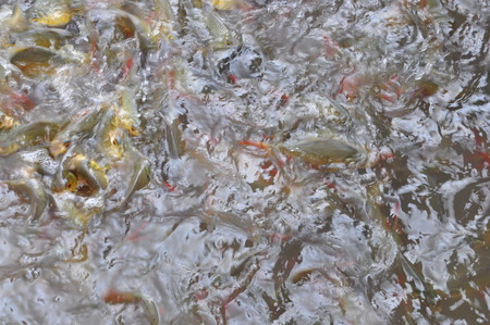 crownd fishes in the pondの写真素材