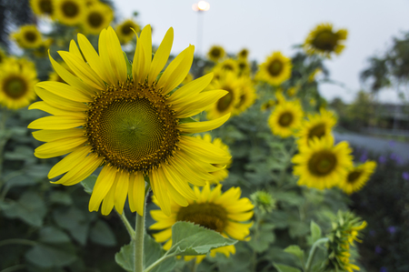 sunflower farm  scenic field outdoor tree  farmlandの写真素材