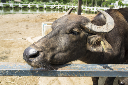 animal farm living feeding fence soil grass ground freedomの写真素材