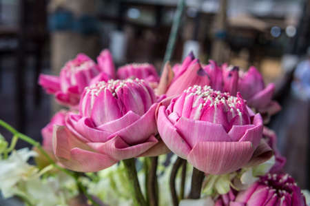 lotus flower blossom vase elegance bloom natureの写真素材