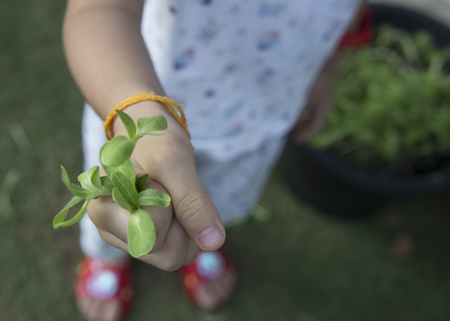 sunflower plant young vegetable salad giveの写真素材