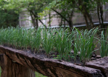 plant green small vase nature environmentの写真素材