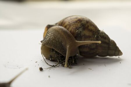 snail slow animal closeup walk nature slimeの写真素材
