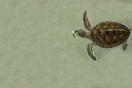 sea turtle underwater sick small little nature