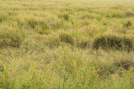 rice field crop barn Thai argriculture farm harvest golden