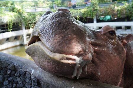 big hippo mammal feeding