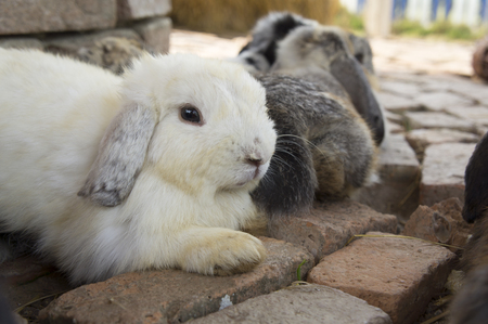 rabbit lay down on groundの写真素材
