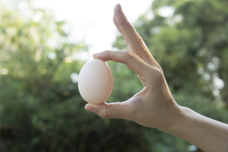 Asian woman hand hold white eggの写真素材