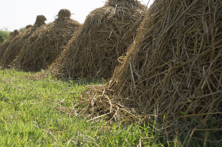 dry hay stack in farm land