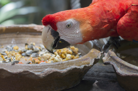 macaw parrot red tree jungle exoticの写真素材