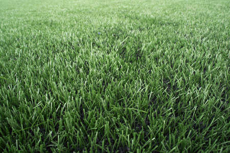 grass green yard background nature abstract