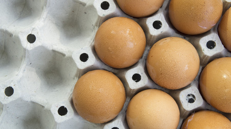 egg shell tray poultry nature protein healthy