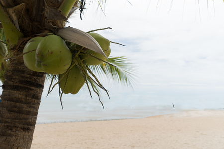 ocean coconut tree fruit exotic object relaxの写真素材