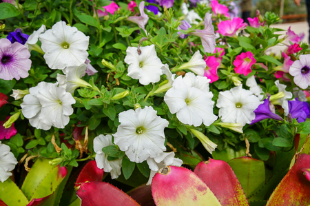 nature flower colorful bloom background の写真素材