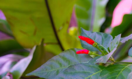 Simple Home-Grown Vegetable Chilli Pepper tree in the gardenの写真素材