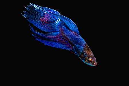 the Photo of Beautiful moving moment  of siam blue  Betta fish in Thailand on Black Background.の写真素材