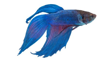 the Photo of Beautiful moving moment  of siam blue  Betta fish in Thailand on White Background.の写真素材