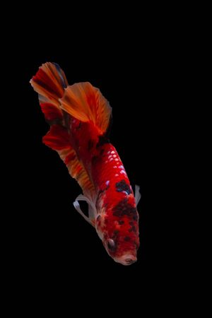 Moving moment of Multi color candy nemo Siamese fighting fish isolated on black backgroundの写真素材