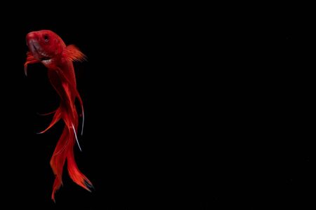 Moving moment of red Vailtail Siamese fighting fish or Betta splendens isolated on Black backgroundの写真素材