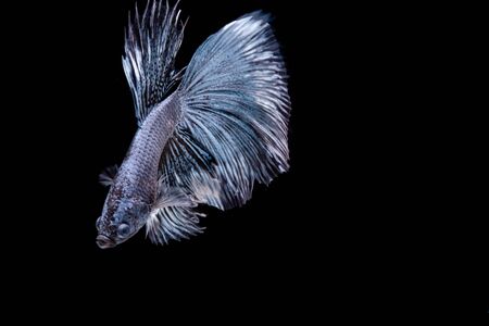 The Moving Moment of White Grey Silver Metallic Half Moon Betta Splendens or Siamese Fighting Fish on Black Backgroundの写真素材