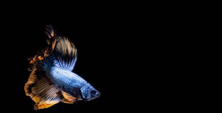 The Moving Moment of Blue Grey Gold Metallic Half Moon Betta Splendens or Siamese Fighting Fish on Black Backgroundの写真素材