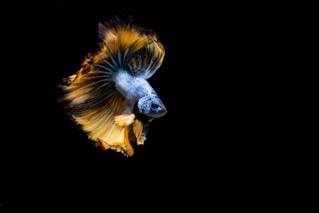 The Moving Moment of Blue Grey Gold Metallic Half Moon Betta Splendens or Siamese Fighting Fish on...
