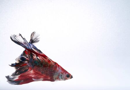 The Moving Moment of Blue Red Orange Grey  Half Moon Betta Splendens or Galaxy Siamese Fighting Fish on White  Backgroundの写真素材