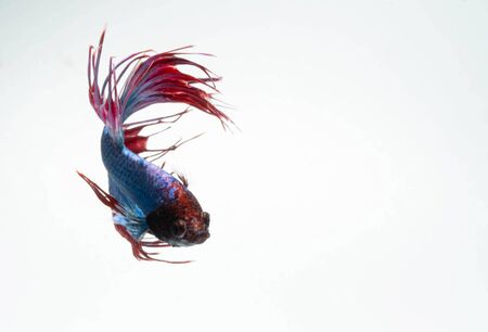 Aggressive Moment of Red Blue Crowntail Siamese Fighting Fish or Betta Splendens on White Backgroundの写真素材