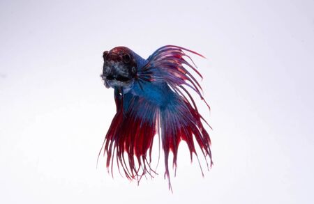 Aggressive Moment of Red Blue Crowntail Siamese Fighting Fish or Betta Splendens on White Backgroundの写真素材