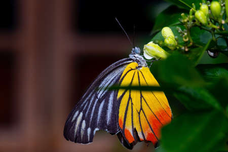 Delias eucharis or common Jezebel butterfly with broken wing finding and eating Flower pollen  on...