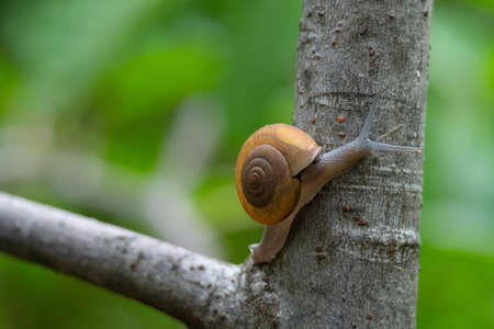 Thai Snail or Soil Snail (Hemiplecta Distincta) on the tree leaf in the garden after rain Snail or...