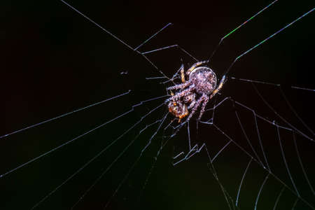 small Brown crab spider eating daed insect prey on web, Animal life and behavior in nature, Predator and prey in ecosystem,の写真素材