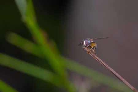 A small honey bee on the top of grass leaf