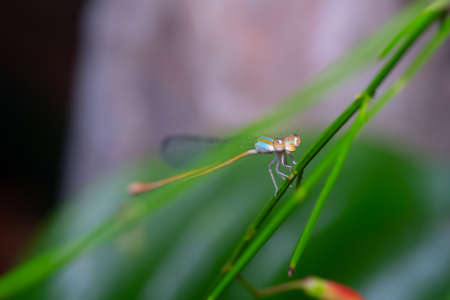 Close up, Beautiful dragonfly on the leaf in the nature