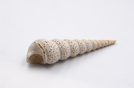 Sea shell isolated on white background