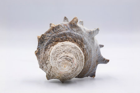 Sea shell isolated on white backgroundの写真素材