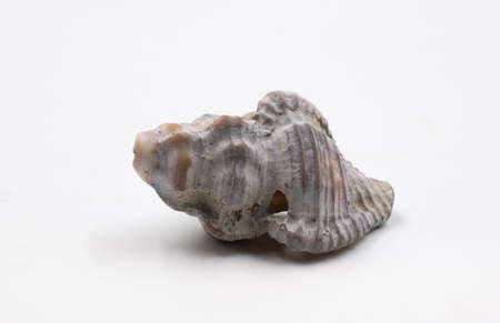 Sea shell isolated on white background