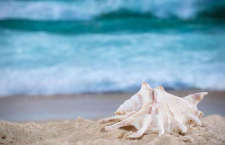 Big sea shell on the sand on the beach with blur big sea wave in background, close up
