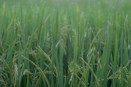 Green ear of rice in paddy rice fieldの写真素材