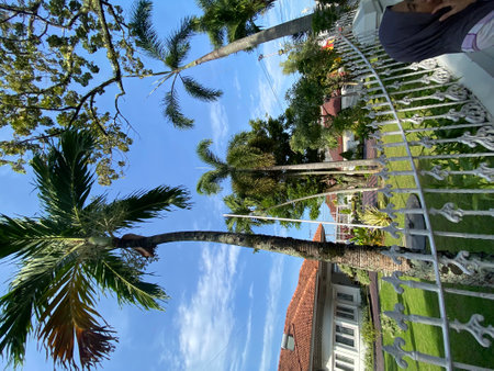 Palm trees and blue sky with white cloudsの写真素材