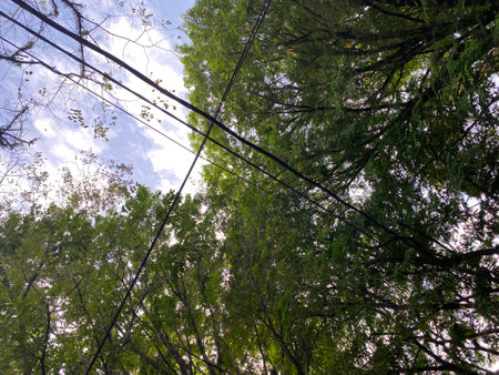 Tall trees in the forest, view from below, bottom viewの写真素材