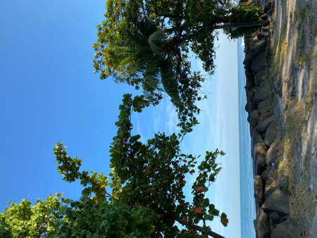 Trees growing on the side of a cliff with a blue skyの写真素材