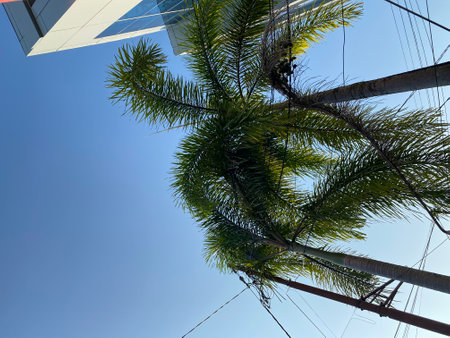 Palm tree against the blue sky.の写真素材