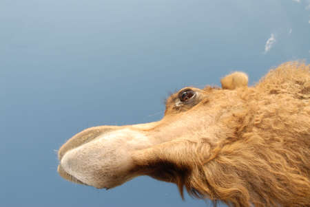 a camels head taken from beneith the animalの写真素材