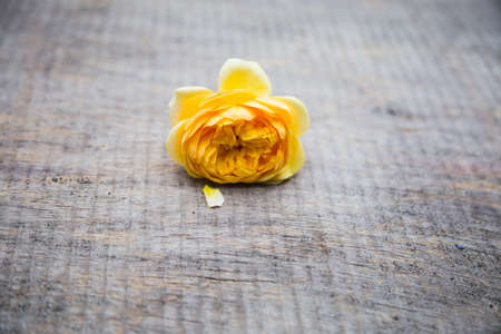 vintage rose flower for use on the gray wooden backgroundの写真素材