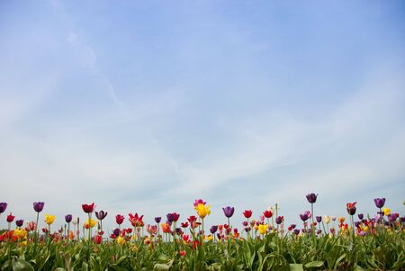 Happy, colorful flowers on lush, green stems against a bright blue sky.の写真素材
